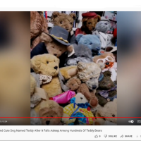 Picture shows a moment from the ‘Owner Struggles To Find Cute Dog Named Teddy After It Falls Asleep Among Hundreds of Teddy Bears’ video on YouTube. Note: Image is a screenshot from YouTube. (YouTube/NewsX)